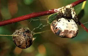Dropping: Bird-dropping spider - with egg-sac