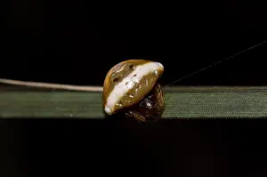 Bird Dropping Spider on leaf - Saba, Bali, Indonesia