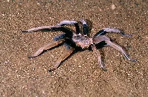 Brid: BIRD-EATING / TARANTULA SPIDER