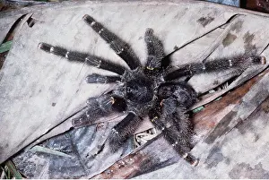Tarantulas: Bird-eating / Tarantula spider
