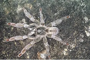 Tarantulas: Bird-eating / Tarantula Spider