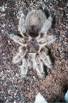 Tarantulas: BIRD-EATING / Tarantula SPIDER - close up