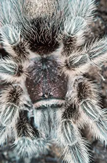 Tarantulas: BIRD-EATING / Tarantula SPIDER - close up