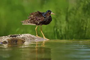 Water Pond: Bird at the edge of a pond on a stone