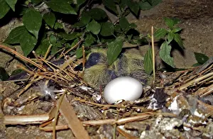 Umbria: Bird with egg