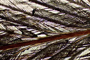 Zoological: Bird feather