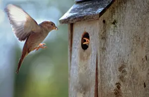 Nurturing: Bird Feeds Baby