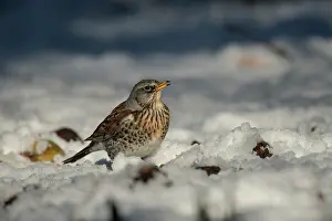 John Daniels: BIRD. Fieldfare in winter snow with fallen apples
