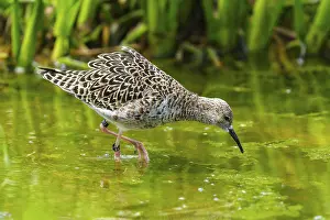 Imponation: Bird foraging in the water between green vegetation