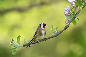 Goldfinch: BIRD. Goldfinch, adult, perched with apple blossom