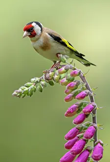 Goldfinch: BIRD. Goldfinch, adult, perched on a Foxglove flower