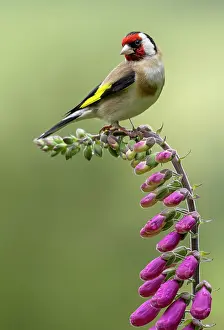 Goldfinch: BIRD. Goldfinch, adult, perched on a Foxglove flower