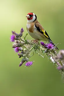 Goldfinch: BIRD. Goldfinch, adult, perched on a thistle