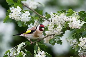 Goldfinches: BIRD Goldfinch in May blossom