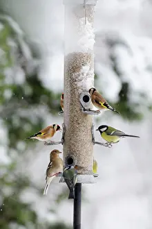 Feeder: BIRD. Goldfinchs, Chaffinch, Great tit and Blue