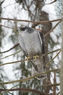 Accipiter: BIRD. Goshawk
