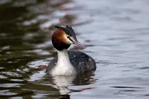 Reflections: BIRD. Great Creasted Grebe, Male