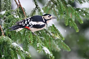 Dendrocopus: BIRD. Great spotted woodpecker