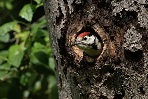 John Daniels: BIRD. Great Spotted Woodpecker