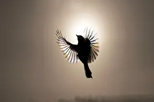 In Flight: BIRD. Great tit in flight against the sun