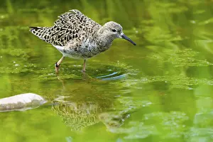 Quiet: Bird in the green reflected in calm water