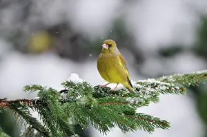 Greenfinches: BIRD. Greenfinch