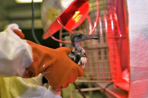 Rescue: Bird and Heat Lamp