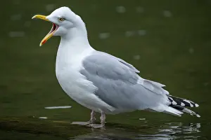 Seaside: BIRD, Herring gull standing in water calling
