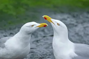 Gull: BIRD, Herring gulls, pair, communicating