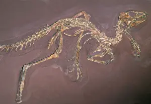 Triassic: Bird-hipped DINOSAUR, Late Triassic Period, 205 m.y.a