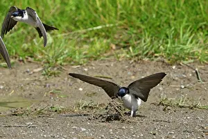 Nest Material: BIRD. House Martin. collecting mud for its nest