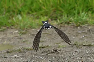 Nest Material: BIRD. House Martin. collecting mud for its nest