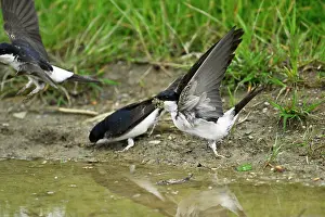 Nest Material: BIRD. House Martin. collecting mud for its nest