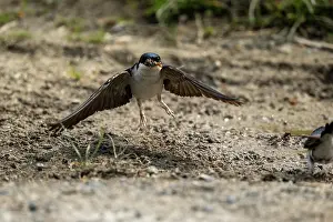 Nest Material: BIRD. House Martin. collecting mud for its nest