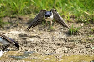 Nest Material: BIRD. House Martin. collecting mud for its nest