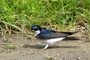 Nest Material: BIRD. House Martin. collecting mud for its nest