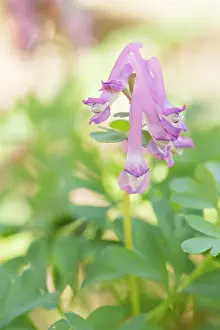 Corydalis: Bird-in-a-bush
