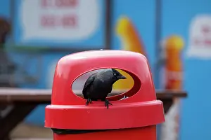Scavenging: BIRD. Jackdaw. scavanging in a rubbish bin