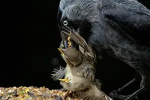 John Daniels: BIRD. Jackdaw taking young sparrow from a bird table