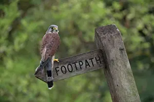 Footpaths: BIRD Kestel in footpath sign post
