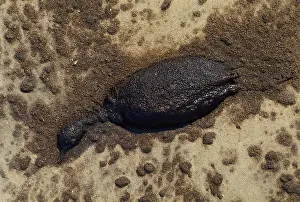 Killed: Bird Killed by Oil Spill, Gulf War