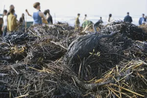 Killed: Bird Killed by Oil Spill, San Francisco, 1971