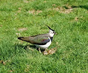 Lapwings: BIRD - Lapwing at nest in April