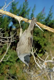 Alive: Bird Liming - Blackcap alive on lime stick