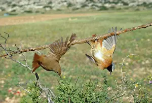 Victims: Bird Liming - live Nightingale caught on lime stick