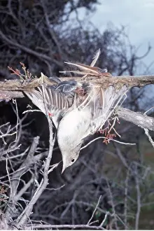 Trapped: Bird liming - Live nightingale on lime stick