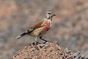 Linnet: BIRD. Linnet, Male, on road side grit pile