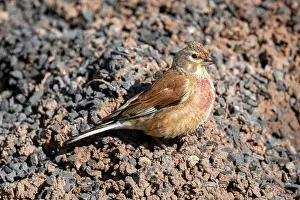 John Daniels: BIRD. Linnet, Male, on road side grit pile