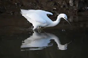 Egret: BIRD. Little Egret, hunting in shallow water