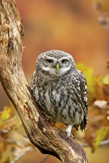 Athene: BIRD. Little Owl, on a branch, autumn leaves, colours